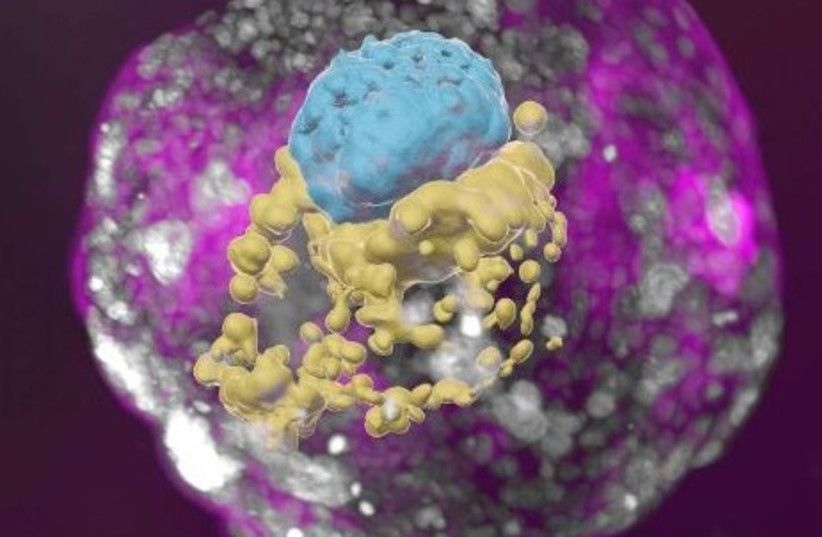 Izraelskí vedci pestujú modely ľudských embryí z kmeňových buniek
